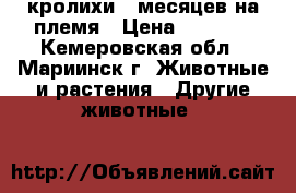 кролихи 7 месяцев на племя › Цена ­ 1 000 - Кемеровская обл., Мариинск г. Животные и растения » Другие животные   
